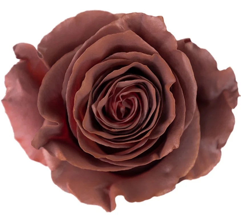 Rosa Coffee