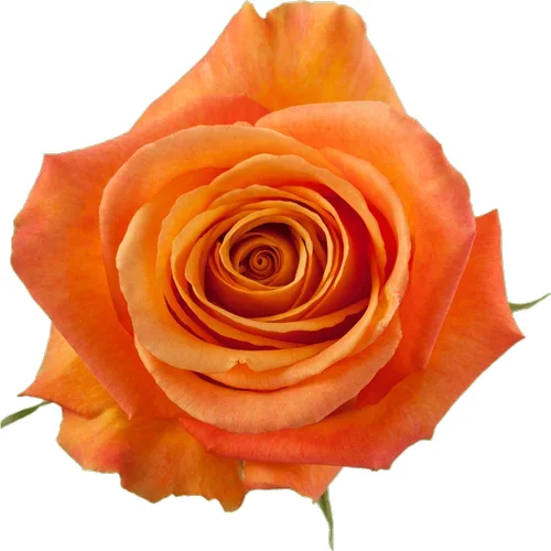 Rosa Confidential