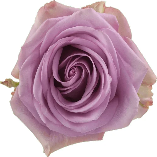 Rosa Cool Water