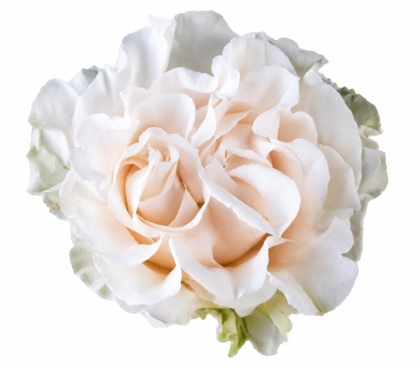 Rosa Cotton X-Pression