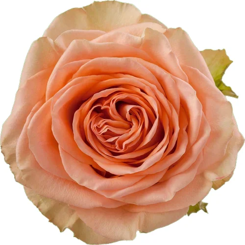 Rosa Country Home