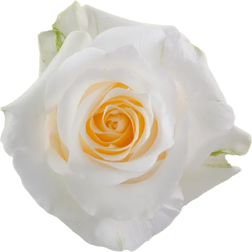 Rosa Crème de la Crème