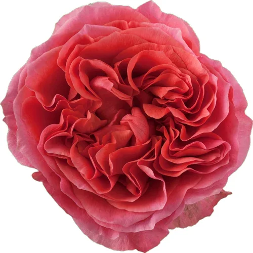 Rosa Dark X-Pression