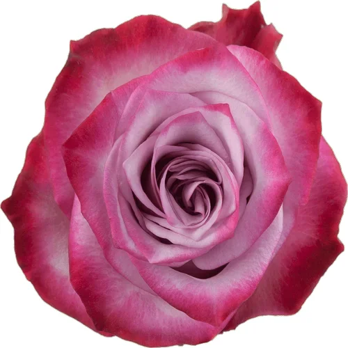 Rosa Deep Purple