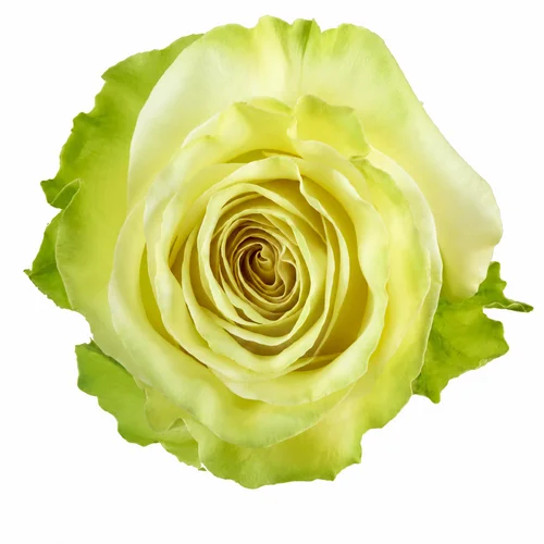 Rosa Dynamic