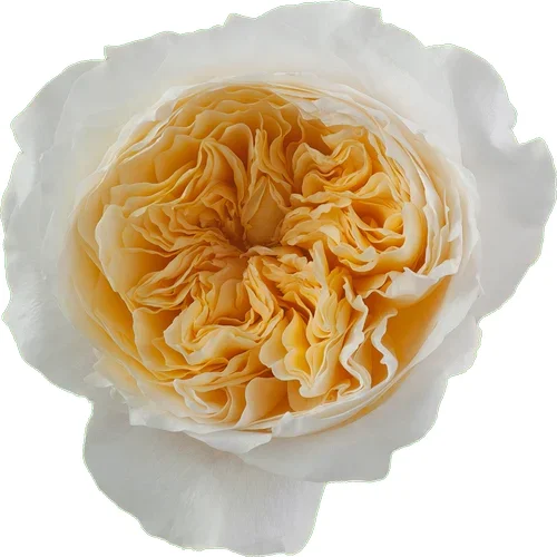 Rosa Effie
