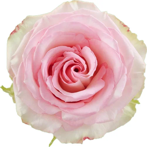 Rosa Esperance