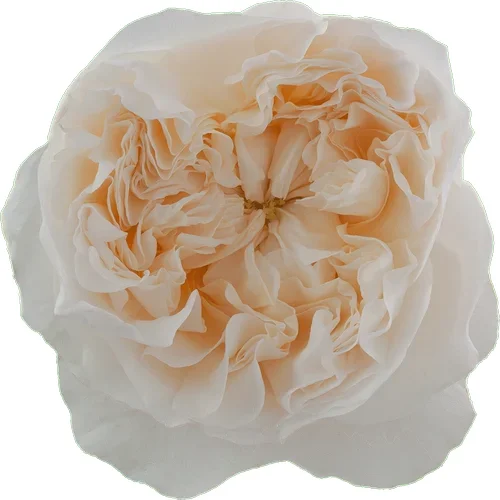 Rosa Eugenie
