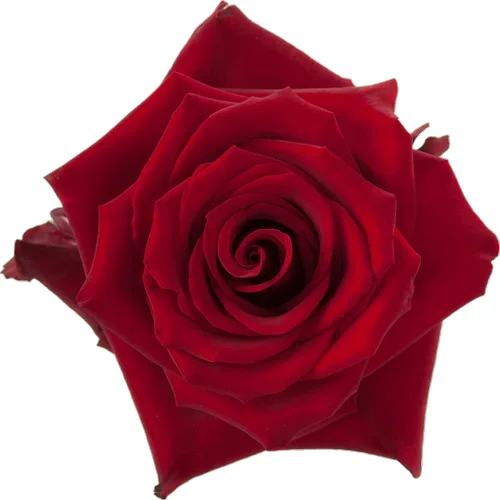 Rosa Explorer