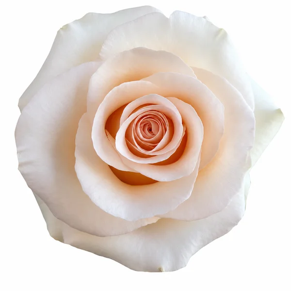 Rosa Fancy Dreams