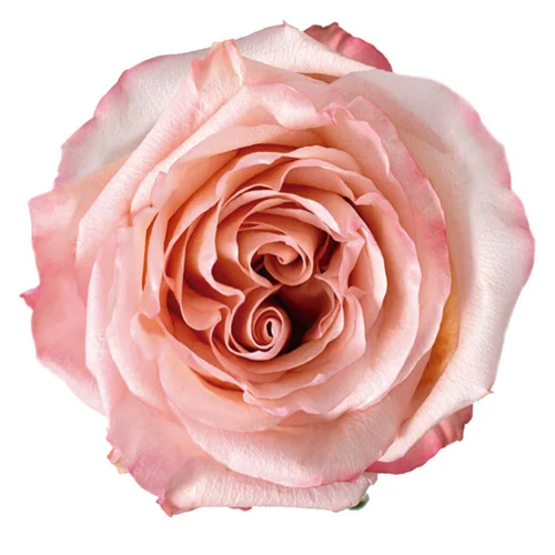 Rosa Fascination