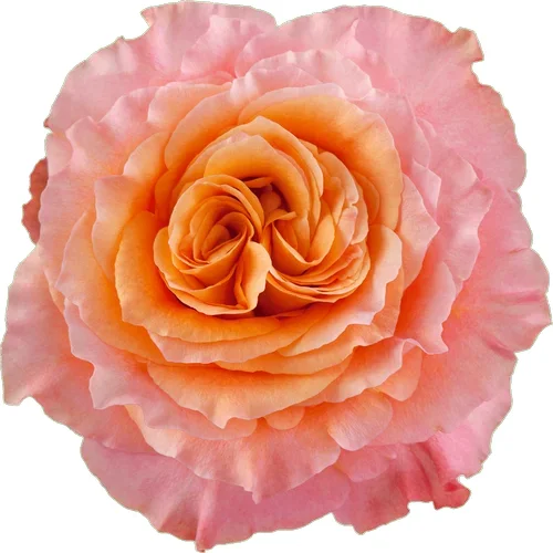 Rosa Free Spirit