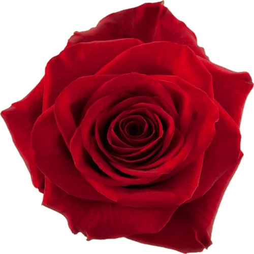 Rosa Freedom