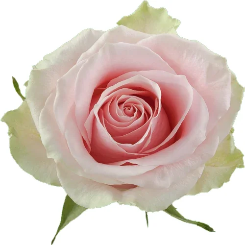 Rosa Frutteto