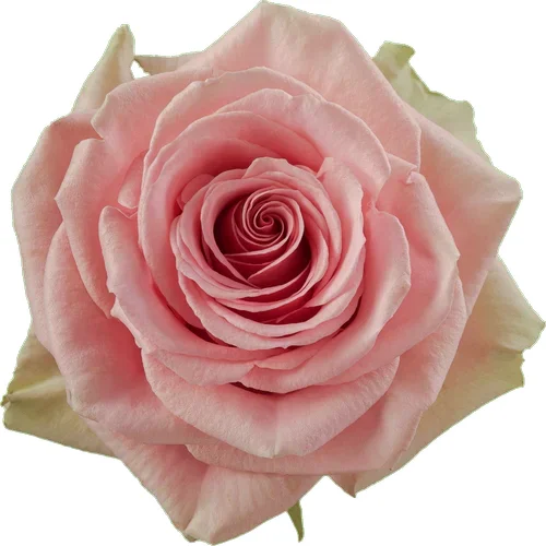 Rosa Geraldine