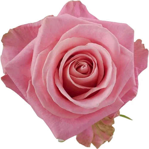Rosa Hermosa rosa rosa clara flor de jardim.