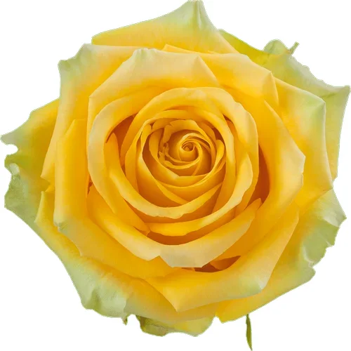 Rosa High & Exotic