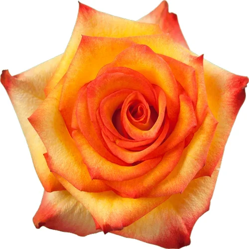 Rosa High & Magic
