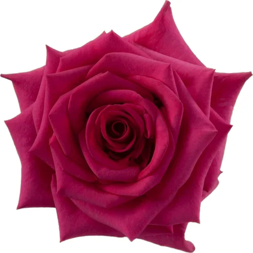 Rosa Hot Paris