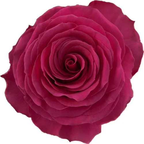 Rosa Hot Spot