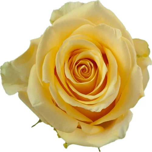 Rosa Idole