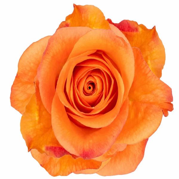 Rosa Joy