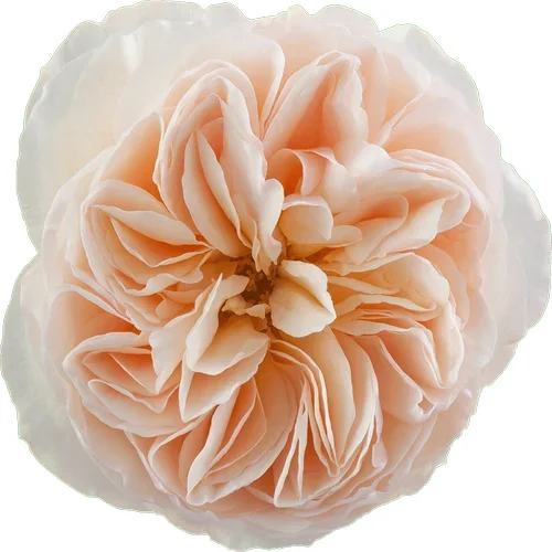 Rosa Juliet