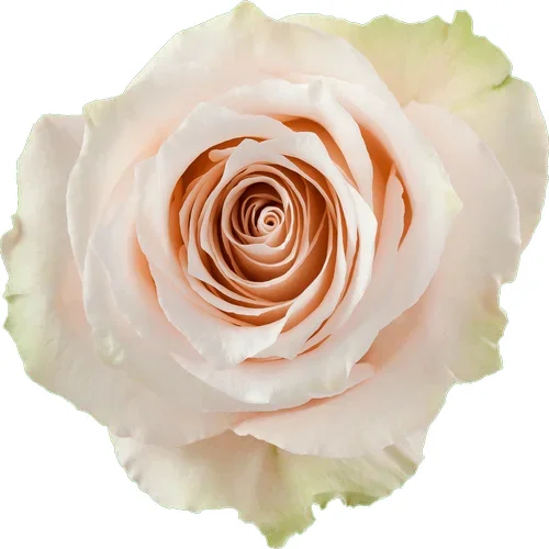 Rosa Lady Eva