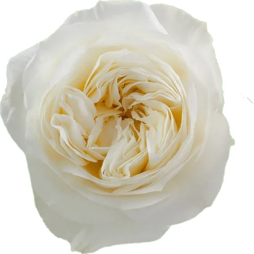 Rosa Leonora
