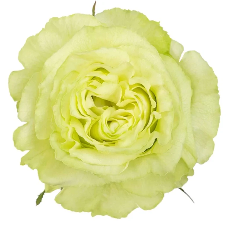Rosa Lemonade