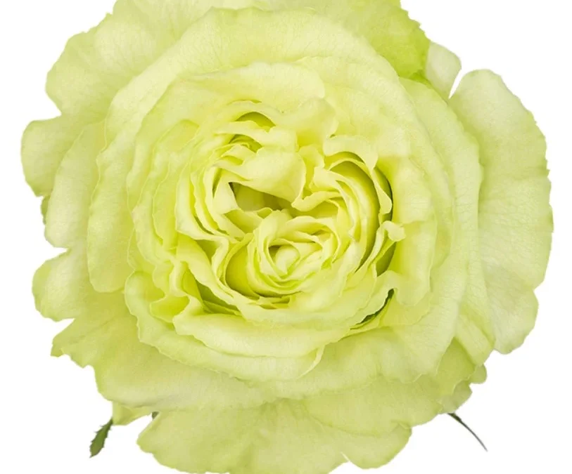 Rosa Lemonade