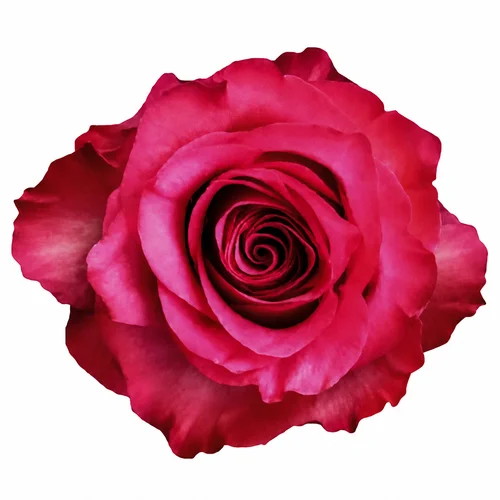 Rosa Lola