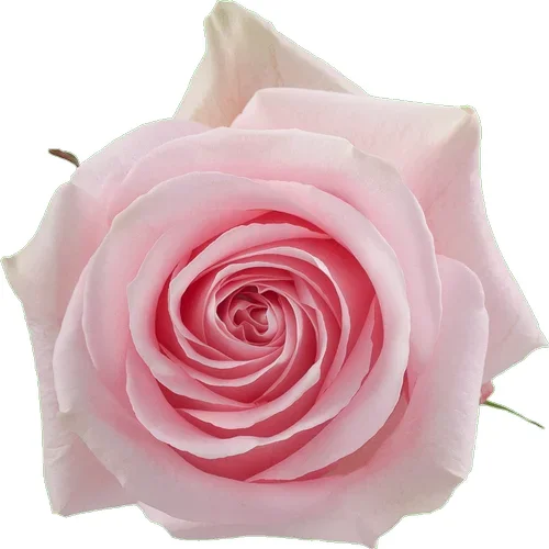Rosa Luciano