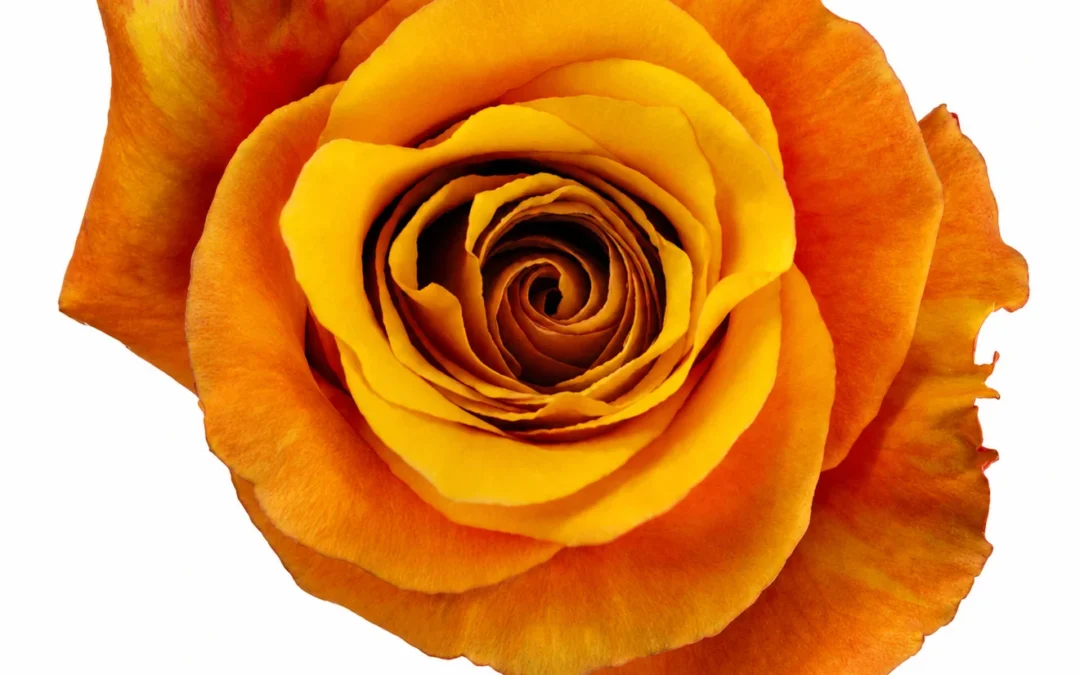 Rosa Lumia