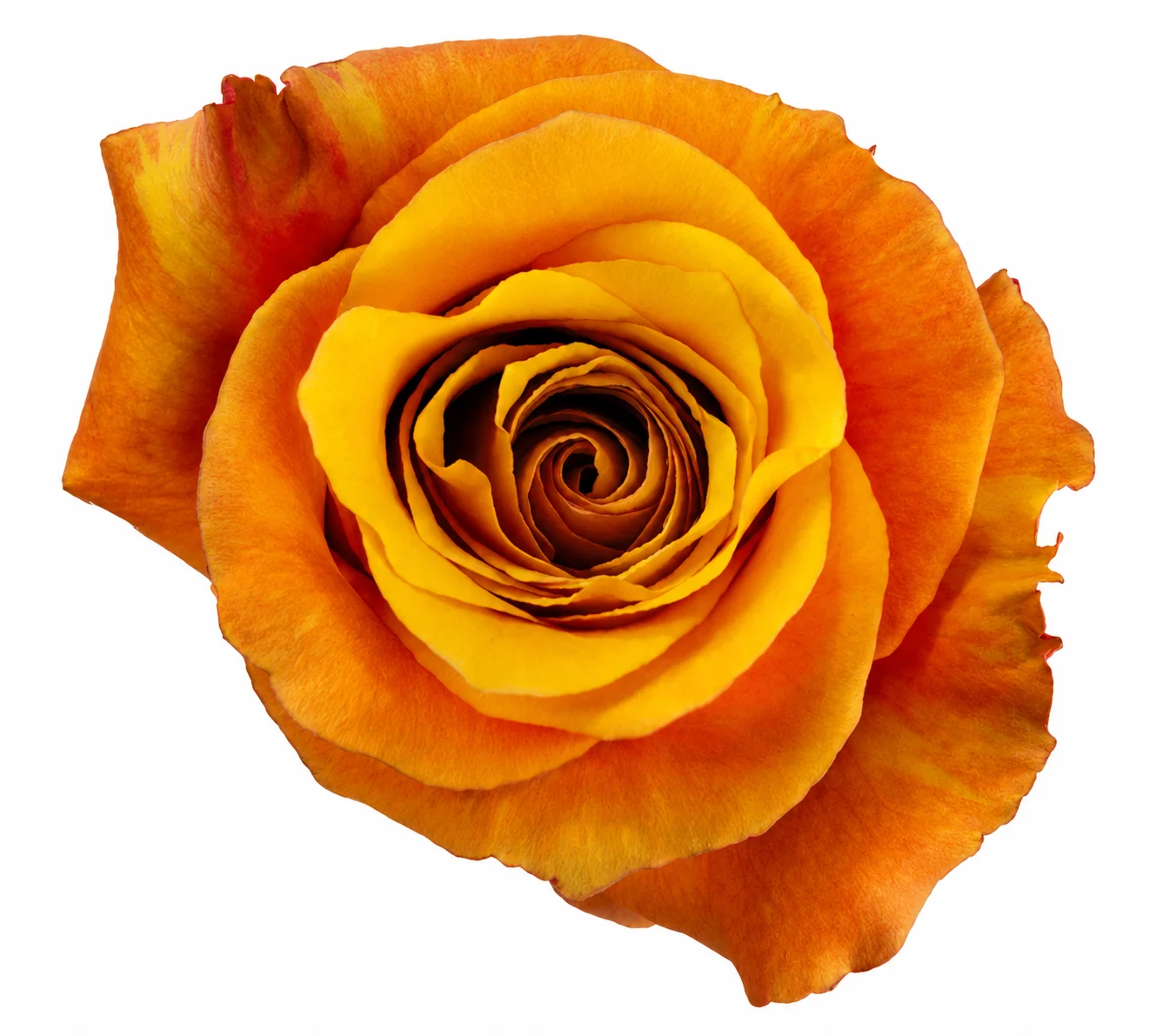 Rosa Lumia