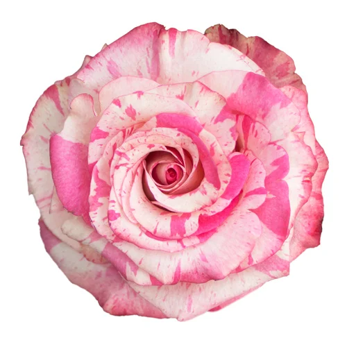 Rosa Magic Times