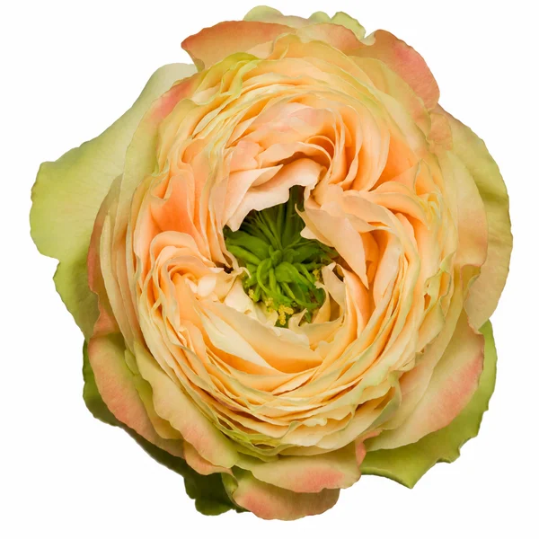 Rosa Magnolia Rose