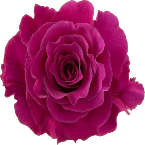 Rosa Mamy Blue