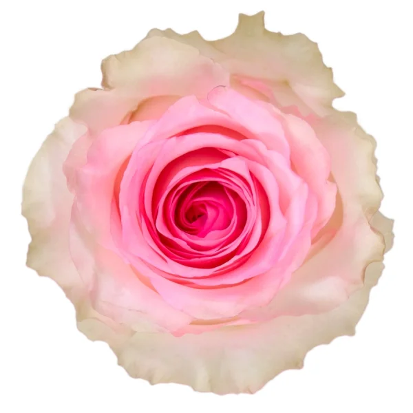 Rosa Mandala