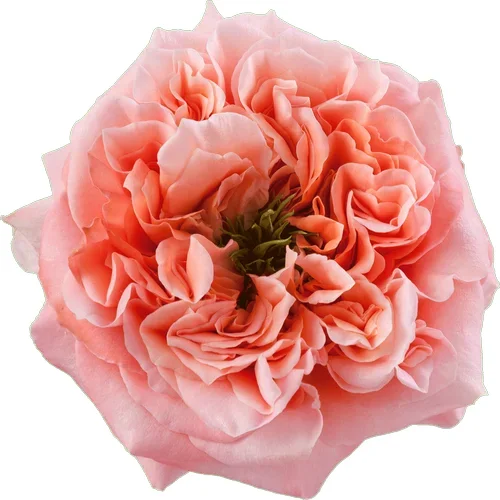 Rosa Mandarin X-Pression