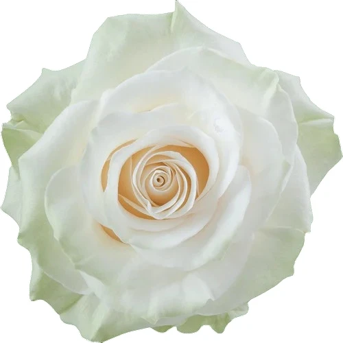 Rosa Mondial