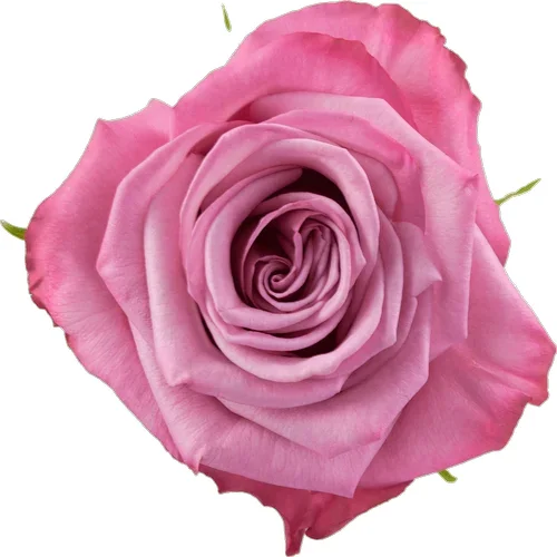 Rosa Moody Blues