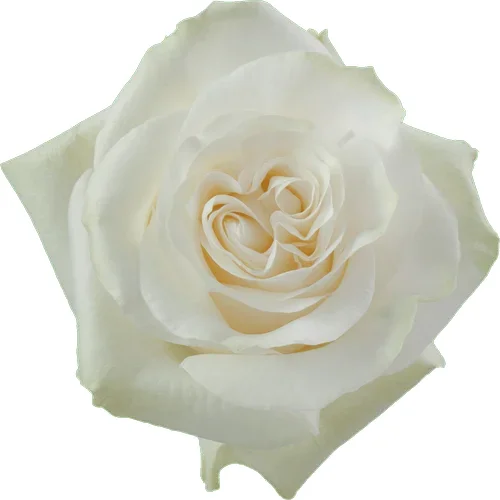 Rosa Moonstone