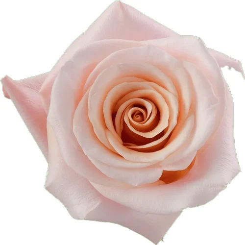 Rosa Mother of Pearl