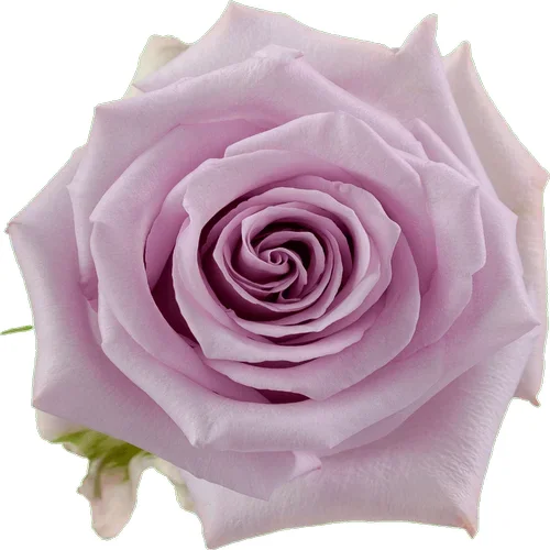 Rosa Ocean Song