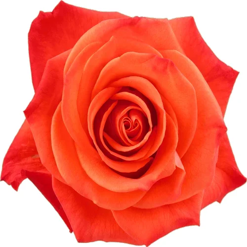 Rosa Orange Crush