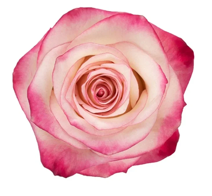 Rosa Paloma