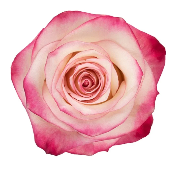 Rosa Paloma