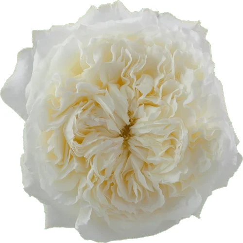 Rosa Patience