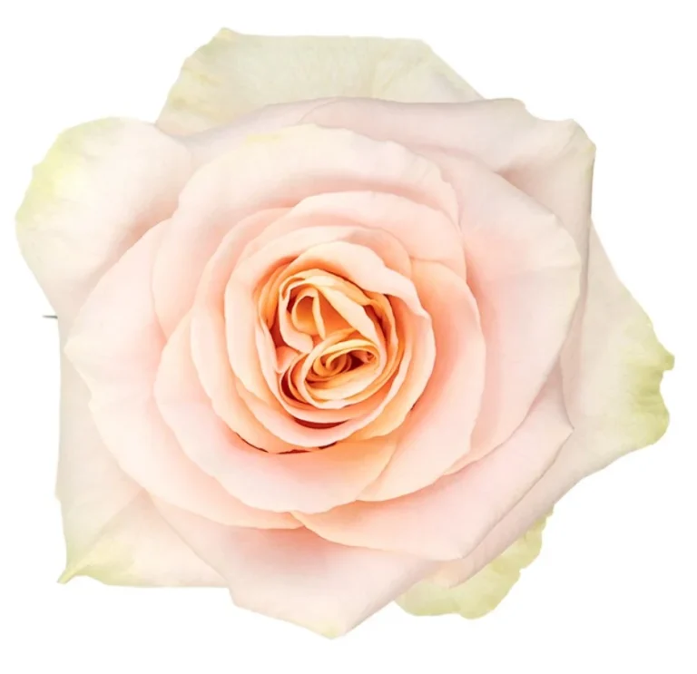 Rosa Phoenix